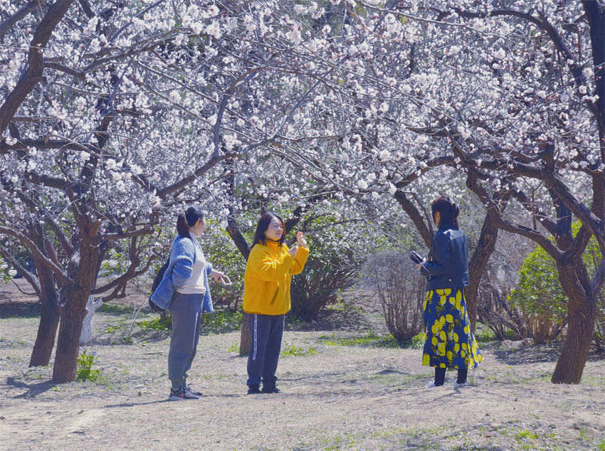 Parques de Beijing recebem cerca de 5 milh?es de visitantes durante Festival de Qingming