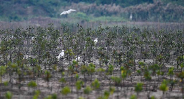 Xi Jinping destaca importancia de prote??o ecológica para desenvolvimento de Hainan