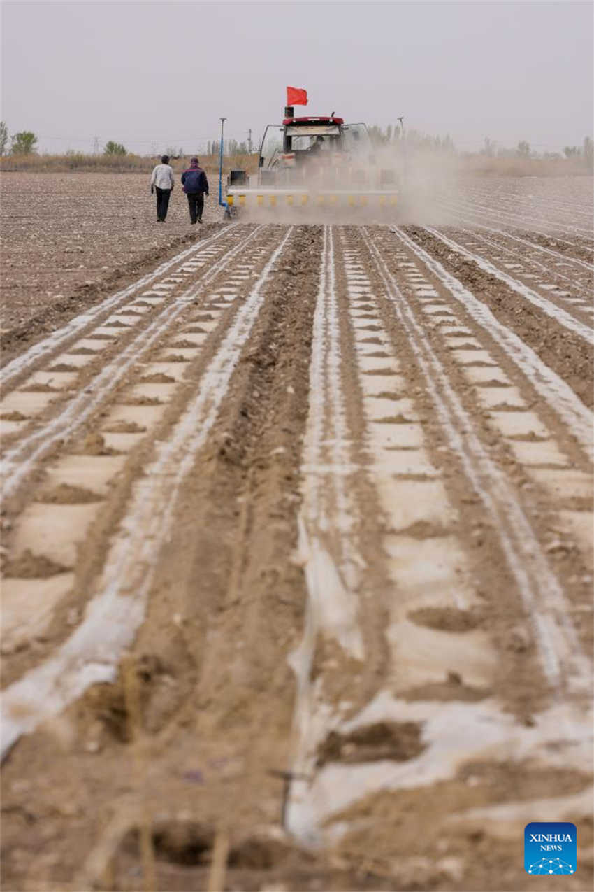 Cultivo de algod?o está em pleno andamento em Xinjiang