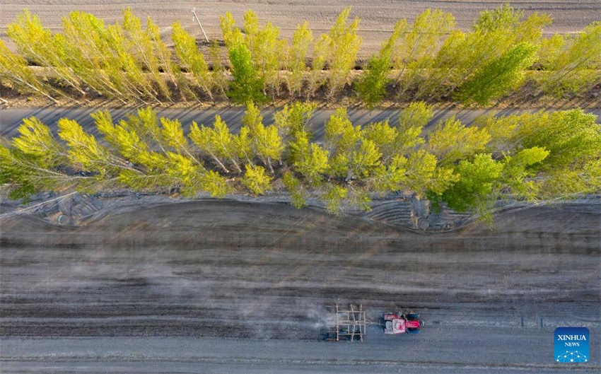 Cultivo de algod?o está em pleno andamento em Xinjiang