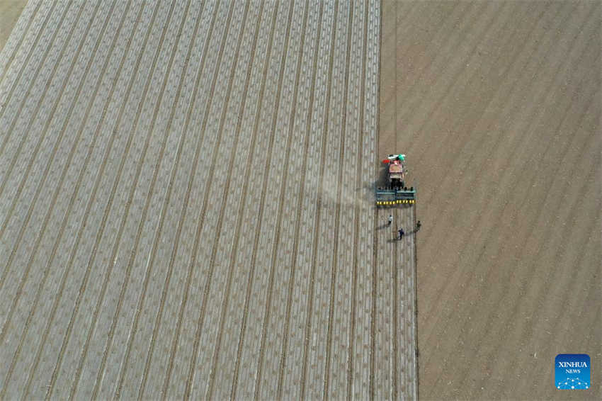 Cultivo de algod?o está em pleno andamento em Xinjiang