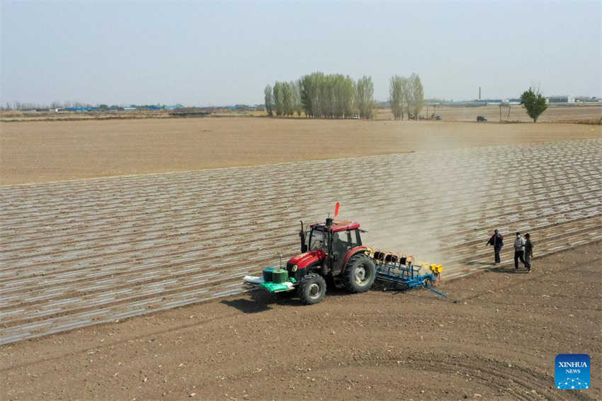 Cultivo de algod?o está em pleno andamento em Xinjiang
