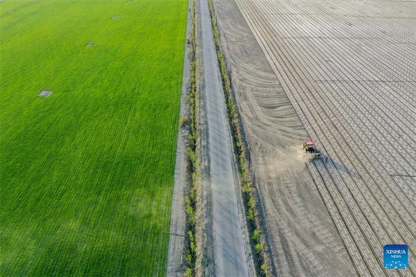 Cultivo de algod?o está em pleno andamento em Xinjiang