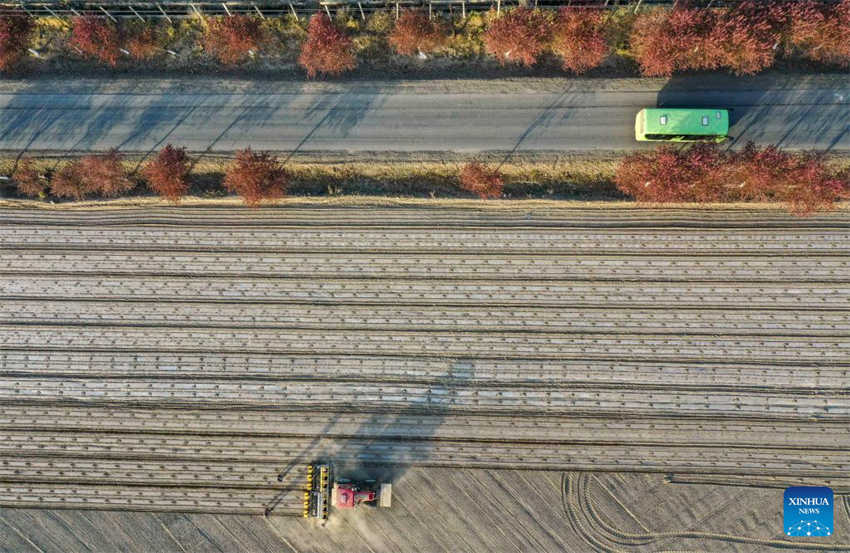 Cultivo de algod?o está em pleno andamento em Xinjiang