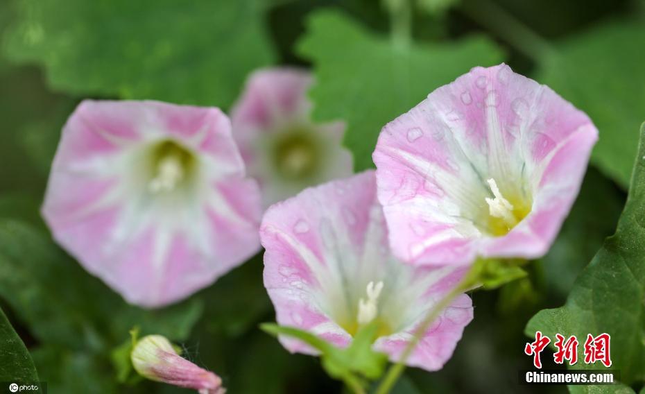 China: flores de ver?o florescem em todo o país