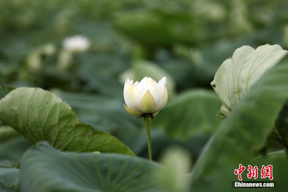 China: flores de ver?o florescem em todo o país