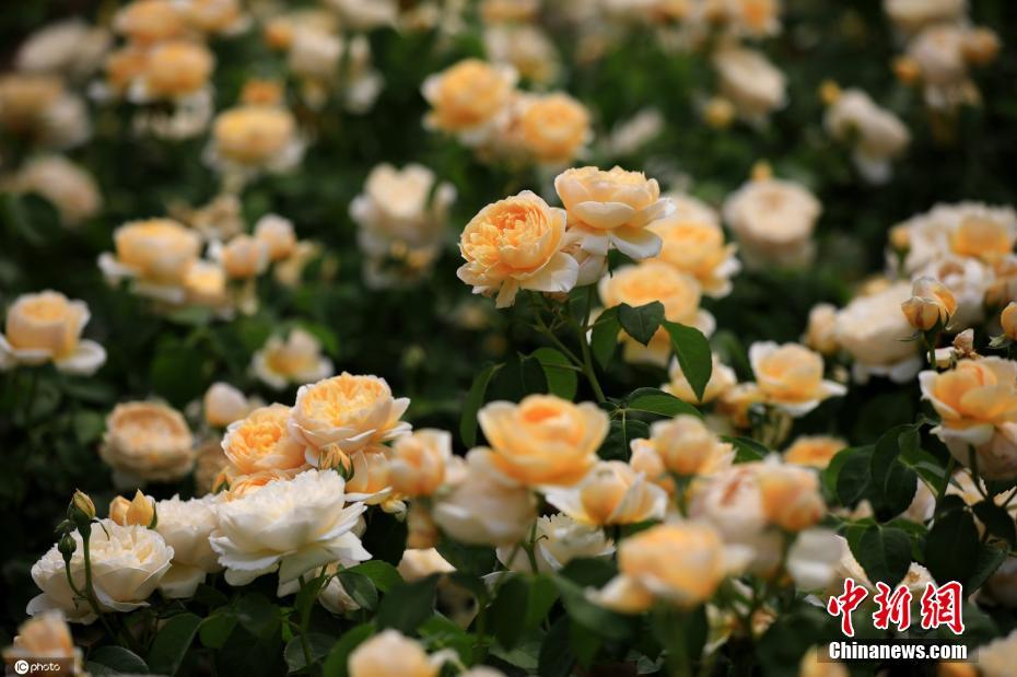 China: flores de ver?o florescem em todo o país