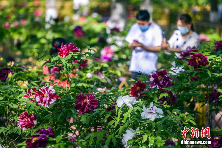 China: flores de ver?o florescem em todo o país