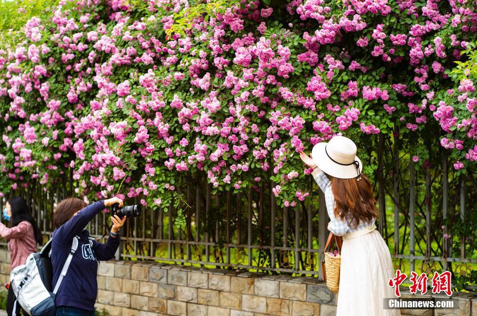 China: flores de ver?o florescem em todo o país