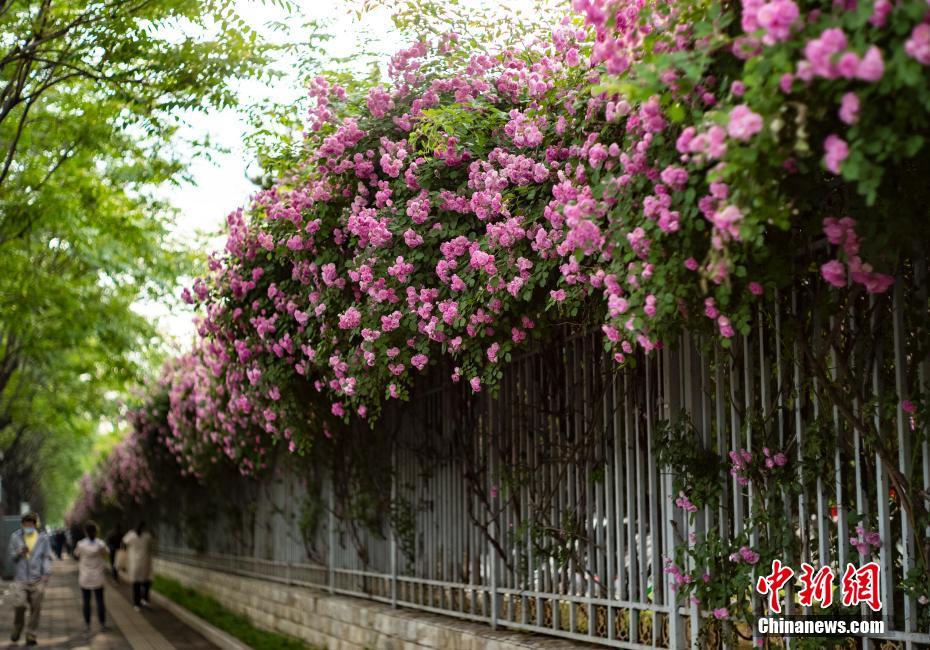 China: flores de ver?o florescem em todo o país