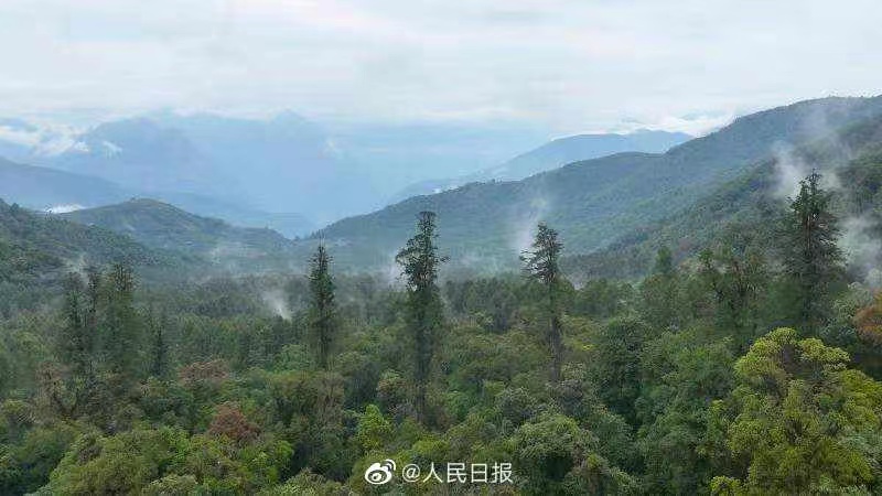 árvore mais alta na parte continental da China identificada no Tibete