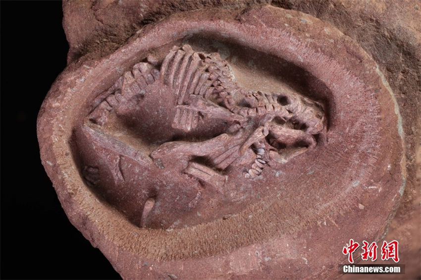China descobre fóssil de embri?o de hadrosauridae, o mais completo já registrado