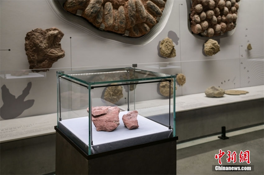 China descobre fóssil de embri?o de hadrosauridae, o mais completo já registrado