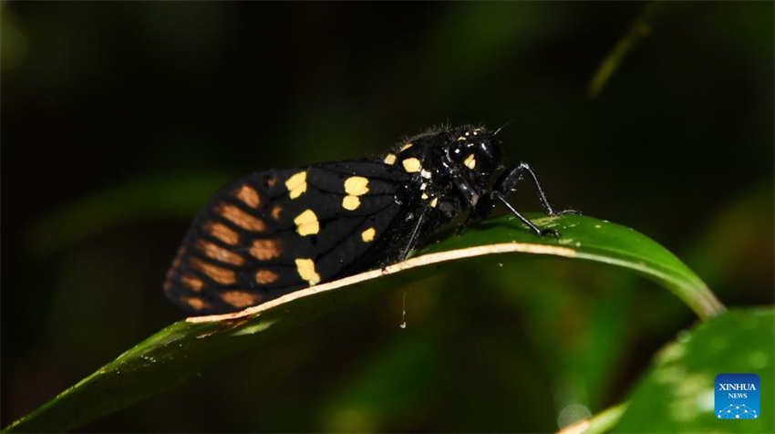 Galeria: Wuzhishan, Parque Nacional da Floresta Tropical de Hainan