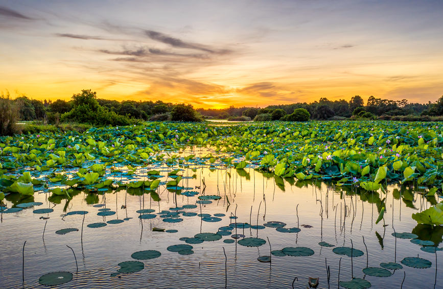 Galeria: pandanos da província de Hainan