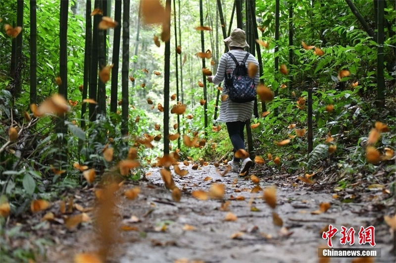 Galeria: 150 milh?es de borboletas criam espetáculo natural no sudoeste da China