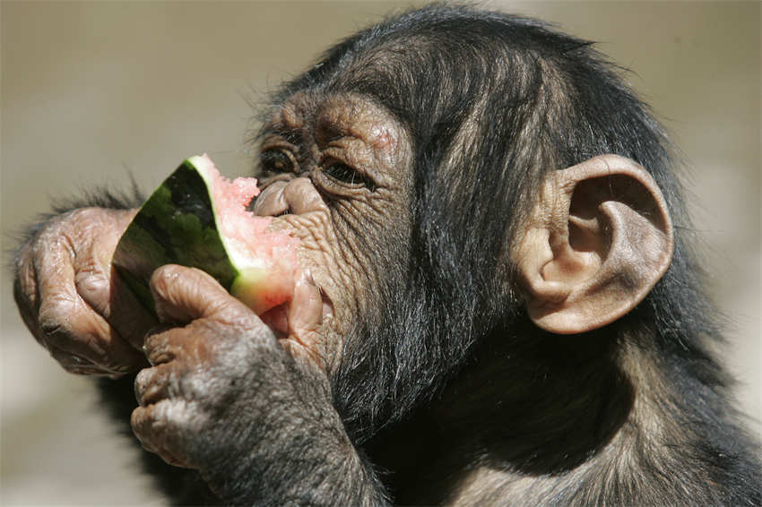 Animais des zoológicos em todo mundo recebem cuidados especiais no ver?o