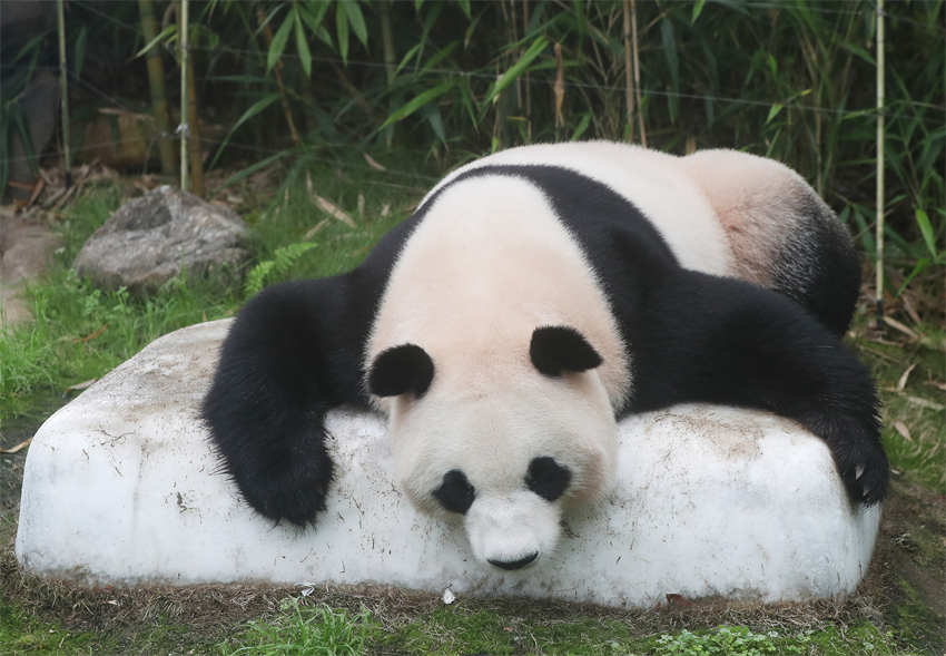 Animais des zoológicos em todo mundo recebem cuidados especiais no ver?o
