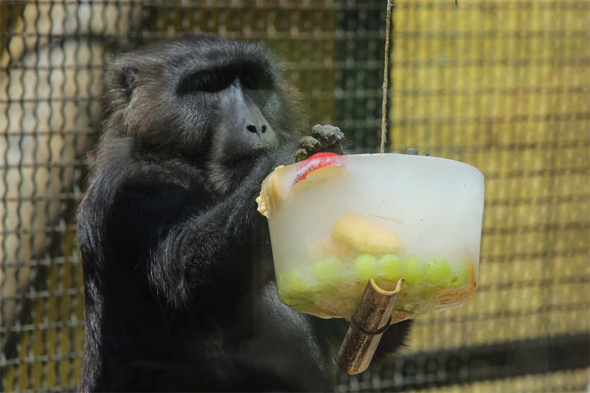 Animais des zoológicos em todo mundo recebem cuidados especiais no ver?o