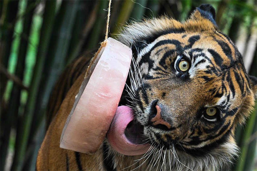Animais des zoológicos em todo mundo recebem cuidados especiais no ver?o