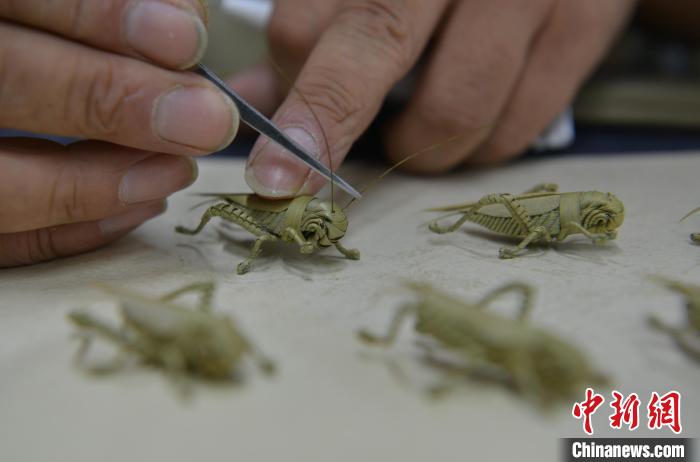Artes?os promovem ofício folclórico de tecelagem de palha