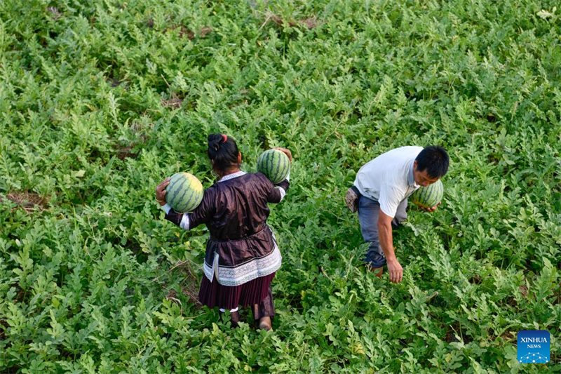 Guizhou: vendas de melancia aumentam renda dos moradores 