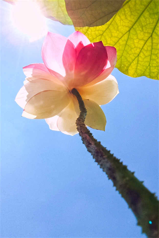 Galeria: lótus raros em flor na província de Yunnan