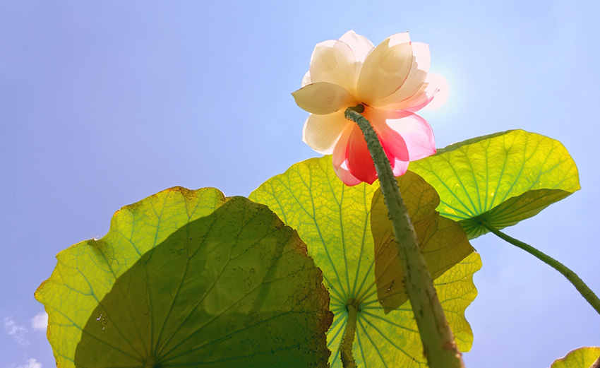 Galeria: lótus raros em flor na província de Yunnan