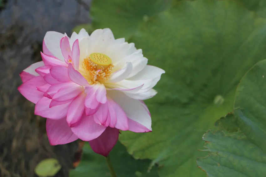Galeria: lótus raros em flor na província de Yunnan