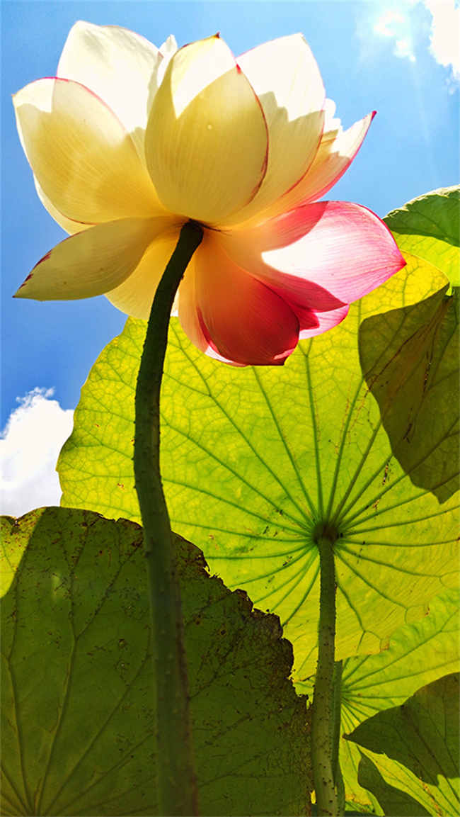 Galeria: lótus raros em flor na província de Yunnan
