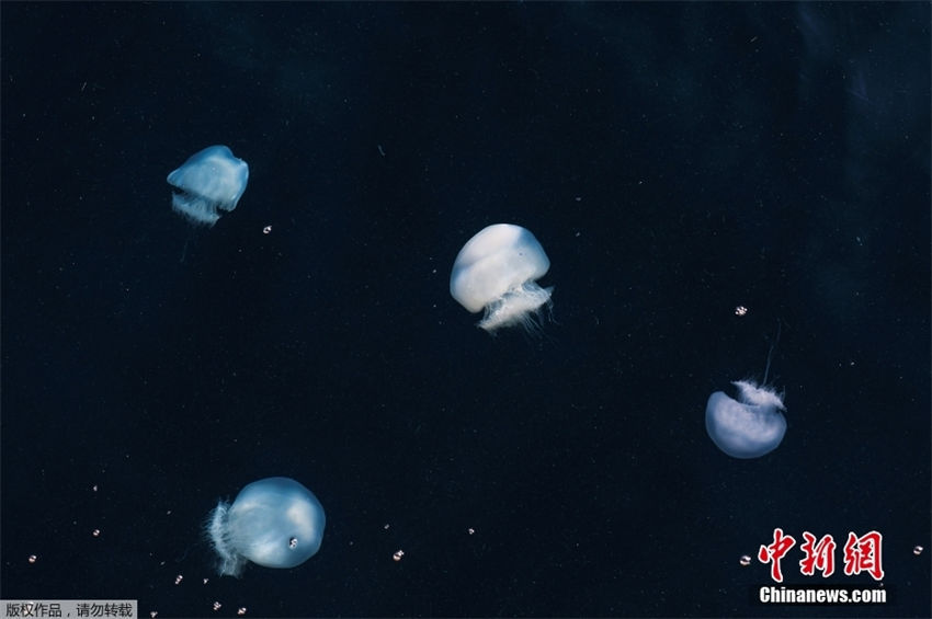 Galeria: medusas d?o vida ao mar mediterraneo