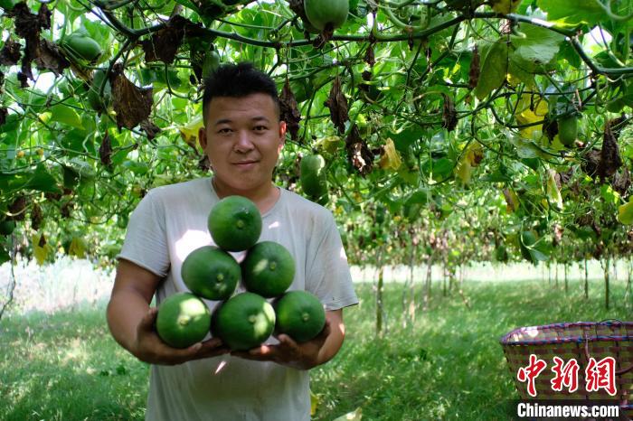 Guangxi inicia temporada de colheita de pequena caba?a de cera 