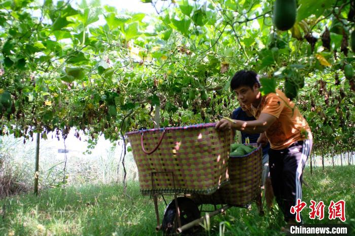 Guangxi inicia temporada de colheita de pequena caba?a de cera 