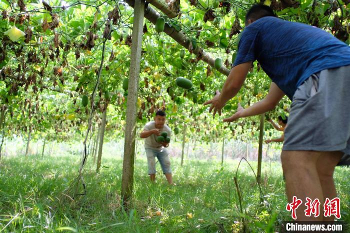 Guangxi inicia temporada de colheita de pequena caba?a de cera 