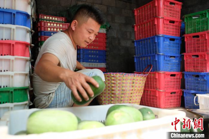 Guangxi inicia temporada de colheita de pequena caba?a de cera 
