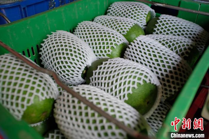 Guangxi inicia temporada de colheita de pequena caba?a de cera 