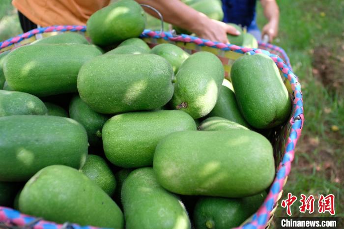 Guangxi inicia temporada de colheita de pequena caba?a de cera 