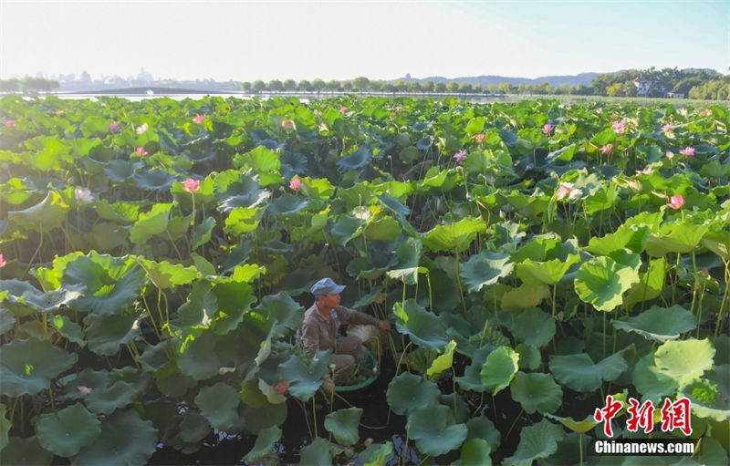 Hangzhou: sementes de lótus no lago Oeste s?o vendidos para caridade