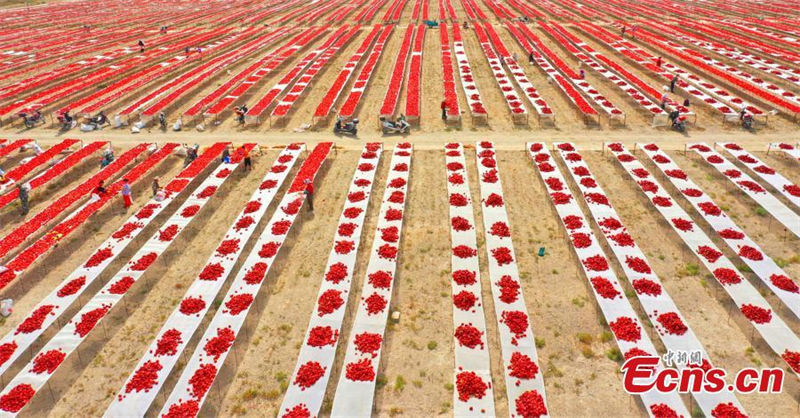 Galeria: Xinjiang abra?a colheita das pimentas vermelhas