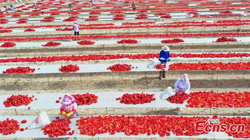 Galeria: Xinjiang abra?a colheita das pimentas vermelhas