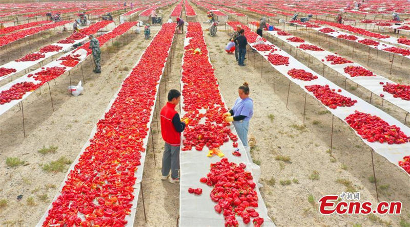 Galeria: Xinjiang abra?a colheita das pimentas vermelhas