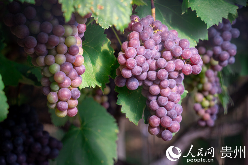 Guizhou inicia temporada de colheita de uvas