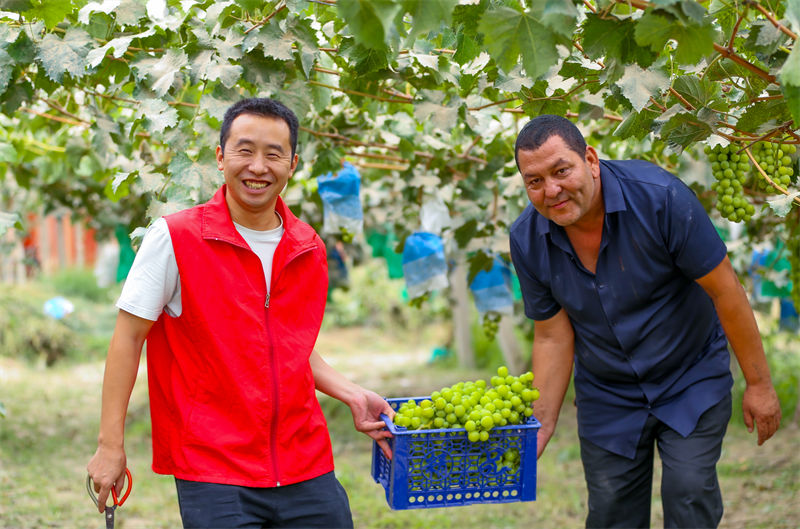 Xinjiang inicia temporada de colheita de uvas