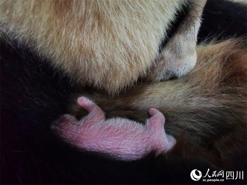 Mais pesada filhote de panda gigante cativo do mundo tem 270,4 gramas