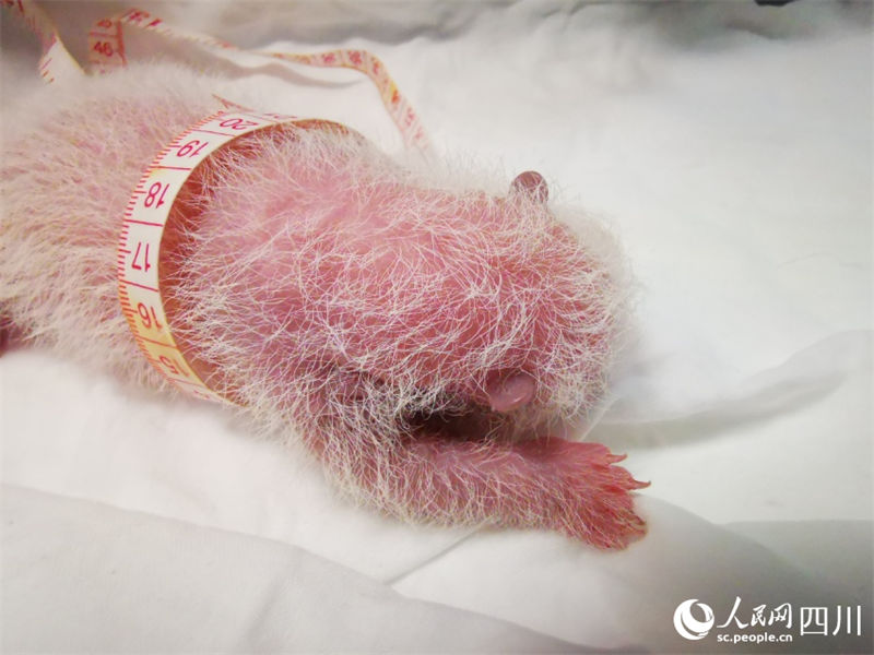 Mais pesada filhote de panda gigante cativo do mundo tem 270,4 gramas
