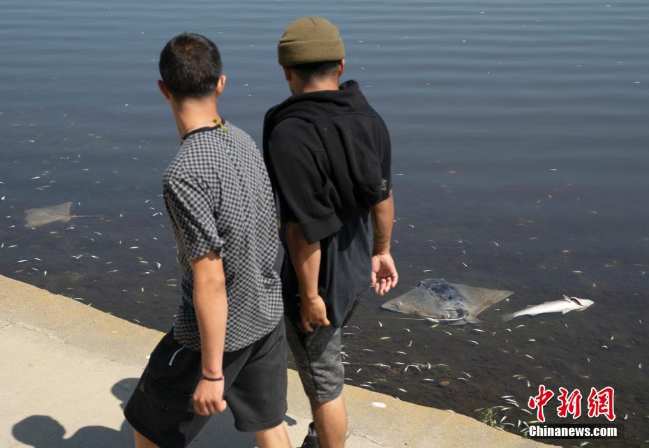 EUA: incontáveis peixes mortos surgem em várias áreas da Baía de S?o Francisco
