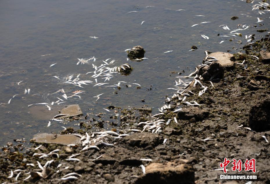 EUA: incontáveis peixes mortos surgem em várias áreas da Baía de S?o Francisco