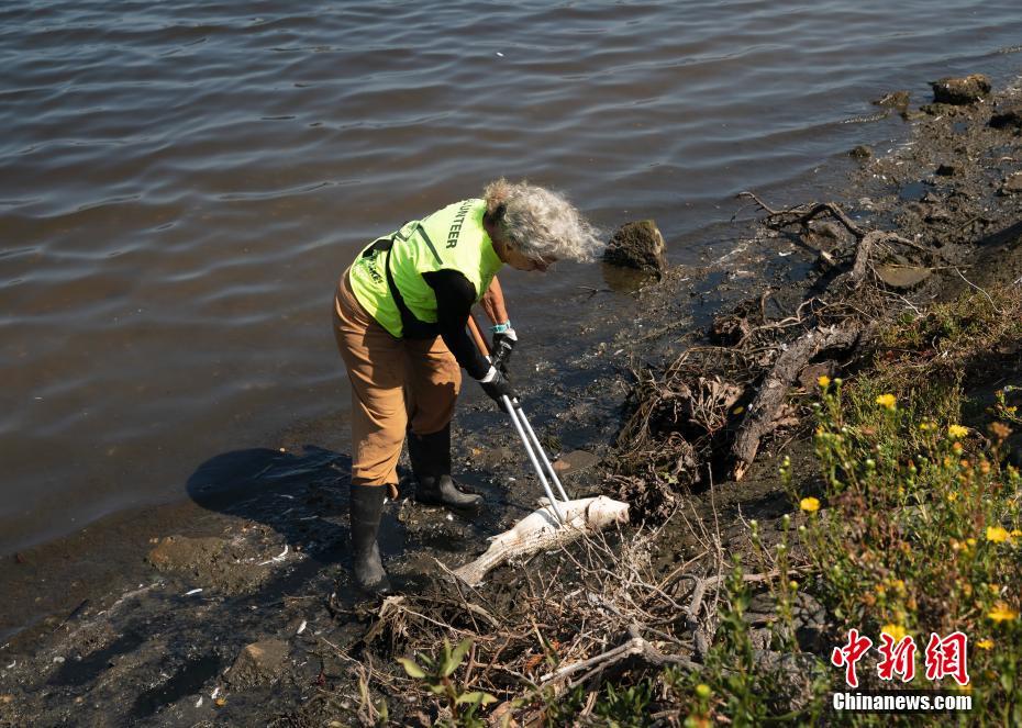 EUA: incontáveis peixes mortos surgem em várias áreas da Baía de S?o Francisco