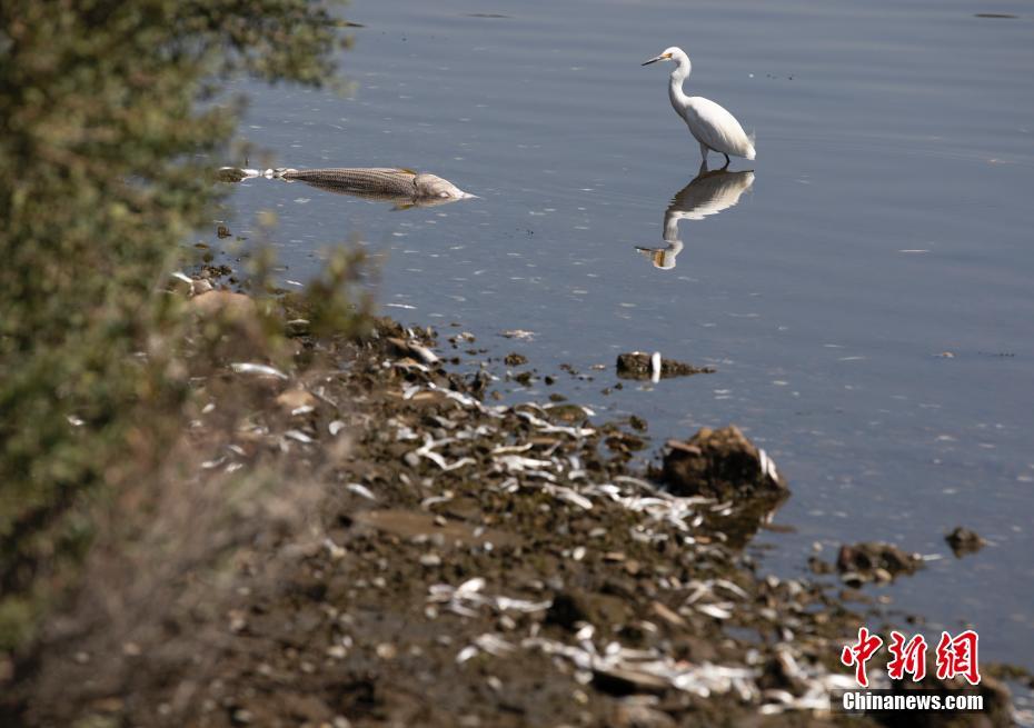 EUA: incontáveis peixes mortos surgem em várias áreas da Baía de S?o Francisco