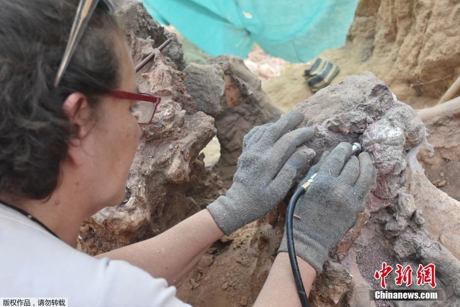 Fósseis de dinossauros gigantes s?o encontrados em Portugal